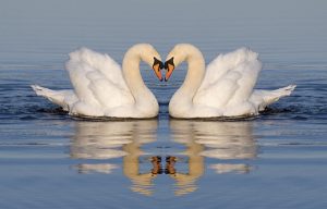 Two swans floating in water head to head