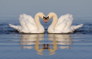 Two swans floating in water head to head