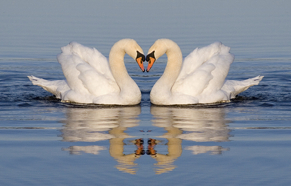 Two swans floating in water head to head