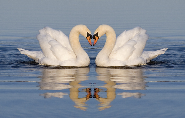 Two swans floating in water head to head